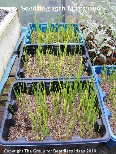 Some seedlings 15.5.2006